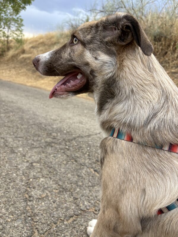 El perro de perfil en un camino de tierra, mirando a la izquierda con la lengua fuera y un collar a rayas de colores.
